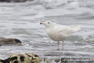 Glaucous Gull (Larus hyperboreus)_Angeiras (Portugal)