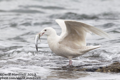 Glaucous Gull (Larus hyperboreus)_Angeiras (Portugal)
