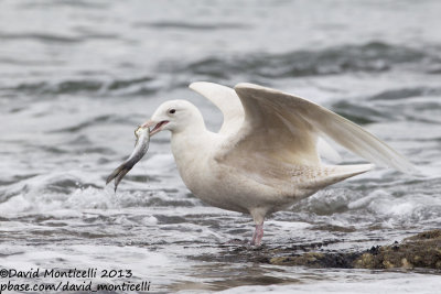 Glaucous Gull (Larus hyperboreus)_Angeiras (Portugal)