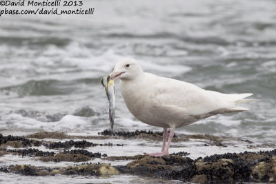 Glaucous Gull (Larus hyperboreus)_Angeiras (Portugal)