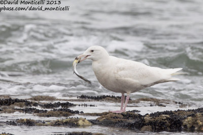 Glaucous Gull (Larus hyperboreus)_Angeiras (Portugal)