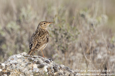 Dupont's Lark (Chersophilus duponti)_Camino de San Frutos, Villaseca (Spain)