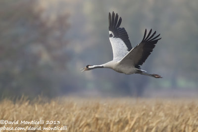 Common Crane (Grus grus)_Wust Eldena (Germany)
