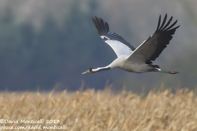Common Crane (Grus grus)_Wust Eldena (Germany)