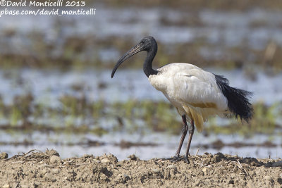 Sacred Ibis (Threskiornis aethiopicus)_Oldenico (Italy)