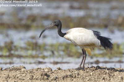 Sacred Ibis (Threskiornis aethiopicus)_Oldenico (Italy)