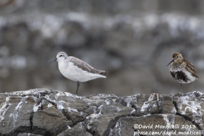 Wilson's Phalarope (Phalaropus tricolor)_Aveiro (Portugal)