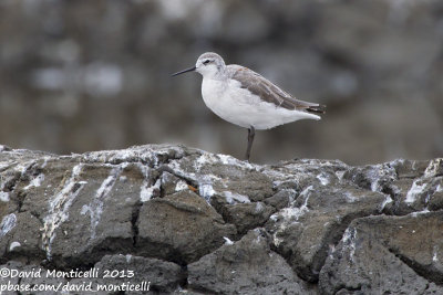 Wilson's Phalarope (Phalaropus tricolor)_Aveiro (Portugal)