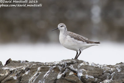 Wilson's Phalarope (Phalaropus tricolor)_Aveiro (Portugal)