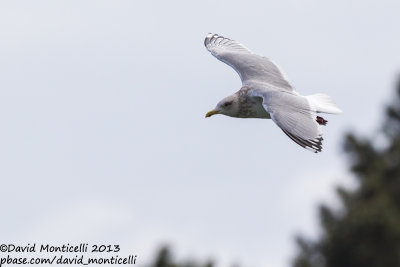 Thayers Gull (Larus thayeri)(adult)_San Cibrao, Galicia (Spain)