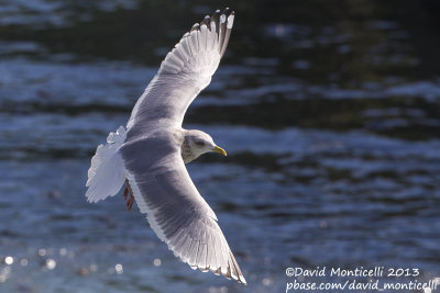 Thayers Gull (Larus thayeri)(adult)_San Cibrao, Galicia (Spain)