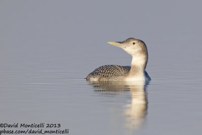 White-billed Diver (Gavia adamsii)_Lac du Der (France)