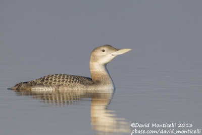 White-billed Diver (Gavia adamsii)_Lac du Der (France)