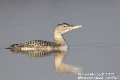 White-billed Diver (Gavia adamsii)_Lac du Der (France)