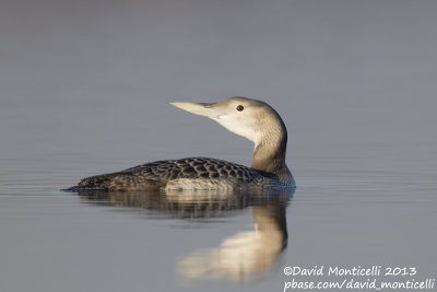 White-billed Diver (Gavia adamsii)_Lac du Der (France)