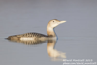 White-billed Diver (Gavia adamsii)_Lac du Der (France)