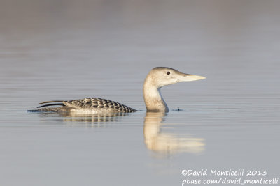 White-billed Diver (Gavia adamsii)_Lac du Der (France)