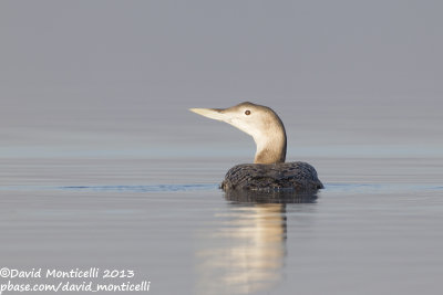 White-billed Diver (Gavia adamsii)_Lac du Der (France)