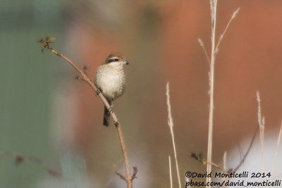 Brown Shrike (Lanius cristatus)(1st winter)_Azewijn, Doetinchem (The Netherlands)