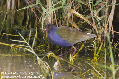 Allen's Gallinule (Porphyrula alleni)(adult)_Rosa de Catalina Garcia, Fuerteventura (Canary Is.)