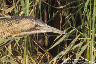 Bittern (Botaurus stellaris)_Rosa de Catalina Garcia, Fuerteventura (Canary Is.)