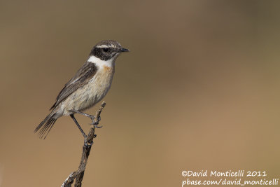 Fuerteventura Stonechat (Saxicola dacotiae)_Rosa de Catalina Garcia, Fuerteventura (Canary Is.)
