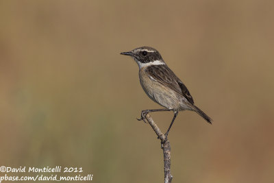 Fuerteventura Stonechat (Saxicola dacotiae)_Rosa de Catalina Garcia, Fuerteventura (Canary Is.)