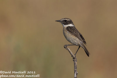 Fuerteventura Stonechat (Saxicola dacotiae)_Rosa de Catalina Garcia, Fuerteventura (Canary Is.)