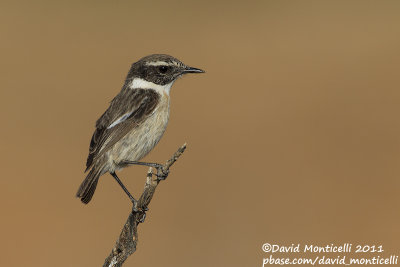 Fuerteventura Stonechat (Saxicola dacotiae)_Rosa de Catalina Garcia, Fuerteventura (Canary Is.)