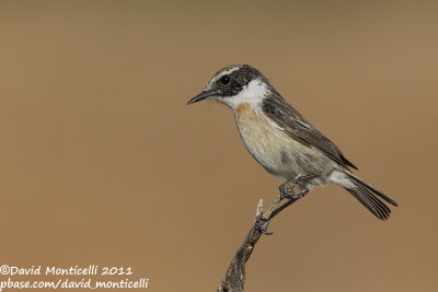 Fuerteventura Stonechat (Saxicola dacotiae)_Rosa de Catalina Garcia, Fuerteventura (Canary Is.)
