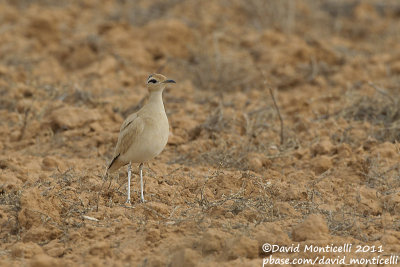 Cream-coloured Courser (Cursiorus cursior)_El Cotillo, Fuerteventura (Canary Is.)