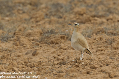 Cream-coloured Courser (Cursiorus cursior)_El Cotillo, Fuerteventura (Canary Is.)