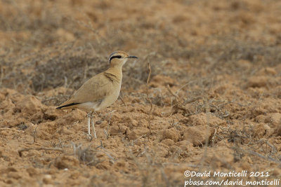 Cream-coloured Courser (Cursiorus cursior)_El Cotillo, Fuerteventura (Canary Is.)