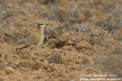 Cream-coloured Courser (Cursiorus cursior)_El Cotillo, Fuerteventura (Canary Is.)