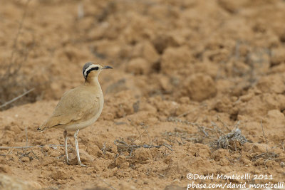 Cream-coloured Courser (Cursiorus cursior)_El Cotillo, Fuerteventura (Canary Is.)