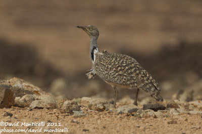 Houbara Bustard (Chlamydotis undulata)(ssp. fuertaventurae)_El Cotillo, Fuerteventura (Canary Is.)