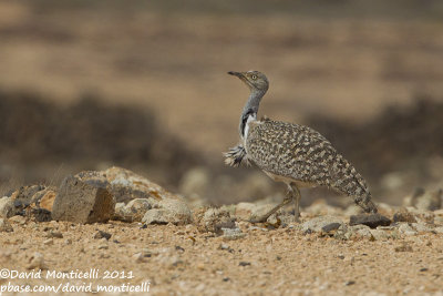 Houbara Bustard (Chlamydotis undulata)(ssp. fuertaventurae)_El Cotillo, Fuerteventura (Canary Is.)
