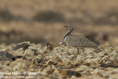 Houbara Bustard (Chlamydotis undulata)(ssp. fuertaventurae)_El Cotillo, Fuerteventura (Canary Is.)