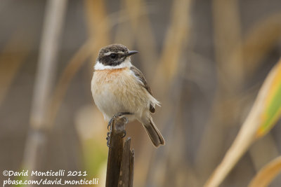 Fuerteventura Stonechat (Saxicola dacotiae)_Puerto del Rosario, Fuerteventura (Canary Is.)