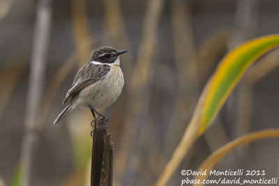 Fuerteventura Stonechat (Saxicola dacotiae)_Puerto del Rosario, Fuerteventura (Canary Is.)