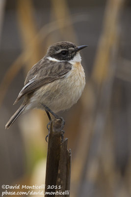 Fuerteventura Stonechat (Saxicola dacotiae)_Puerto del Rosario, Fuerteventura (Canary Is.)