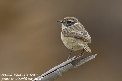 Fuerteventura Stonechat (Saxicola dacotiae)_Rosa de Catalina Garcia, Fuerteventura (Canary Is.)