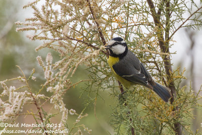 African Blue Tit (Cyanistes teneriffae)(ssp. degener)_Betancuria, Fuerteventura (Canary Is.)