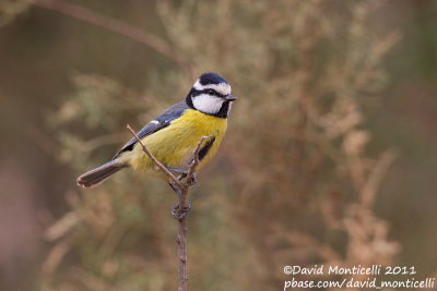 African Blue Tit (Cyanistes teneriffae)(ssp. degener)_Betancuria, Fuerteventura (Canary Is.)