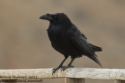 Raven (Corvus corax)(ssp. tingitanus)_Los Molinos, Fuerteventura (Canary Is.)