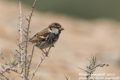 Spanish Sparrow (Passer hispaniolensis)(male)_Los Molinos, Fuerteventura (Canary Is.)