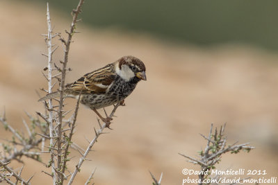 Spanish Sparrow (Passer hispaniolensis)(male)_Los Molinos, Fuerteventura (Canary Is.)