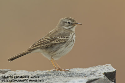 Berthelot's Pipit (Anthus berthelotii)_Los Molinos, Fuerteventura (Canary Is.)