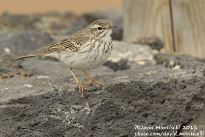 Berthelot's Pipit (Anthus berthelotii)_Los Molinos, Fuerteventura (Canary Is.)