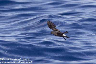 Madeiran Storm-petrel (Oceanodroma castro)_Banco de la Concepcion, off Lanzarote (Canary Is.)